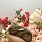 أكيت ارانب نذر لاند الهولندية القزمية