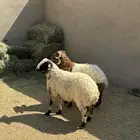 خرفان نعيم مغلقات