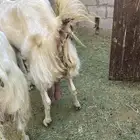 للبيع عنز هولندية معها جفرة