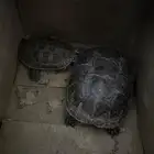 سلاحف