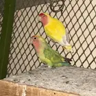 4 ازواج روز