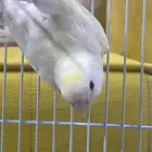 للبيع روز ابيض