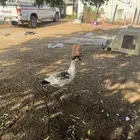 دجاج رومي و بط