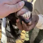 عنز ولد وخاروف حري