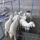 حريات مغلقات شرط