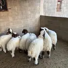 رخال نعيمي