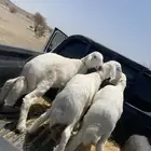 خرفان فاخره
