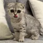 قطط