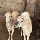 ذكرين غنم بلدي