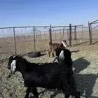 تيوس طييات ماشاء الله