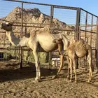 خلفه مهجنه تحتها بكره علي بعير منتج شق ديدها عطلان