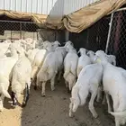 35 خروف شرط مقفله شحم وطرف وجنب