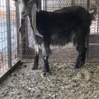 عنز عارضيه