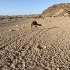 ناقه خلفه فاطر تحتها قعود مشروطه عن جميع الذوارب
