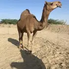 لقحه للبيع