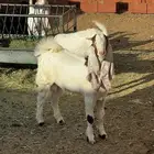 تيس فحل او لحم