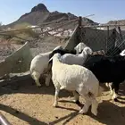 خرفان حري جذعان جبر الواسط الفاخر فل الفل يوجد سلخ وتوصيل