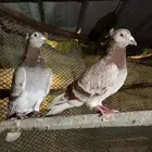 حمام زاجل وباكستاني
