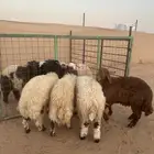 نعيمي ذبايح