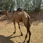 نياق جزر