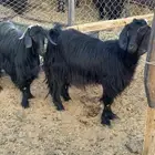 معزا بديويات طيبه