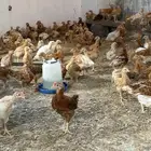 صوص تركي