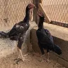 دجاج شامو الماني