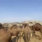 ابل للبيع