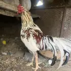ديك باكستاني ميوالي