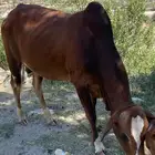 للبيع ثور بلدي