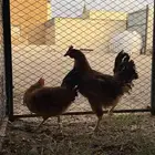 دجاج لوهمان