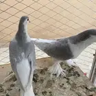حمام للبيع