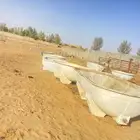 للبيع معالف ابل كبار