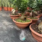 نباتات وأشجار طبيعي