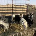 معزا ولد طيبه ونضيفه العدد 9. روس تحتها 18