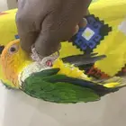 مشالله كايك وايت اليف و انثي محلله