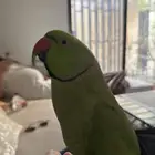 طير درة هندي اخضر مفقود