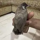 للبيع بلبول حساوي
