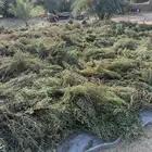 حنى عضوي ورق صافي