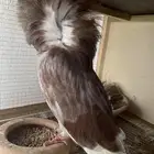 حمام بلجيكي