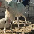 معزا هولنديه