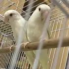 زوج روز اينو