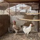 للبيع 3 دجاج