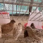 فري بلدي