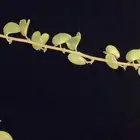 نوفر لك كاش عن طريق تمارا