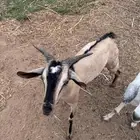 تيس هجين وعل