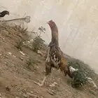 ديك شامو فاخر من الآخر