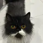 قطه للتبني