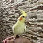 طير كروان للبيع مستعجل