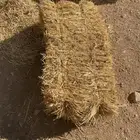 للبيع تبن قمح